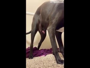 Wild animal domination: A girl ridden by a powerful horse