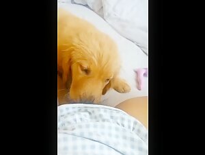 Femme et chien: une rencontre interdite