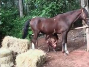 Perverted slut gets fucked by a huge brown mare