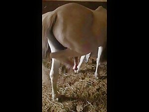 Cavallo con un grosso cazzo