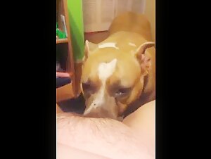 Intimacy with a four-legged friend