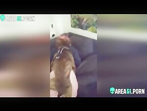 Dog and woman: a beastly encounter