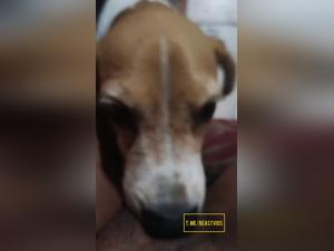 orgies fétides : chien et putasse dans un délire