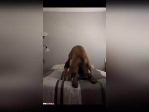 Canine debauchery: Skinny Girl and its animal pleasure