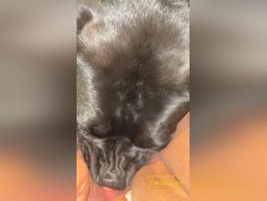 Orgia bestial: adolescente y perro
