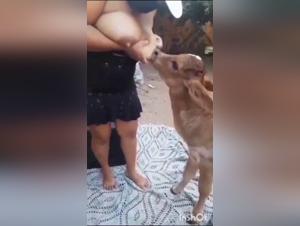 Canine Domination: Breastfeeding and Wild Fucking