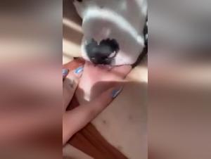 Hardcore Licking: Dog and Woman in Unbridled Orgasm