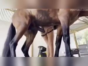 Stallion Fury: Her pussy wrecked by his powerful steed