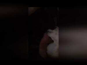 Jouissance animale : Un chihuahua et son plaisir intense