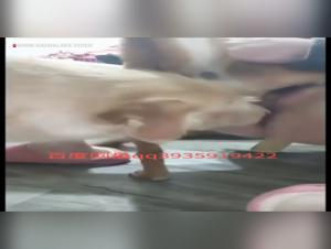 Animali hardcore: dissolutezza canina