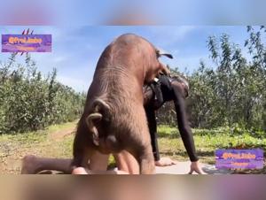 Il cinghiale perversione: scene HD bestiali