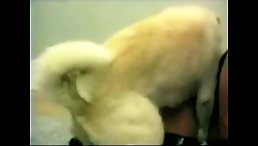 Zoophilia Infernale: La obsesion por los animales desatada