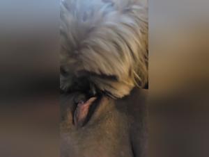 Animal Debauchery: Obsession Unleashed