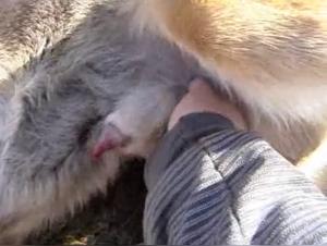 Open ass, insatiable dog