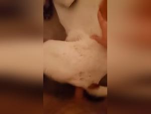 Culo divorato: Ladyboy e cane in un'orgia di animali