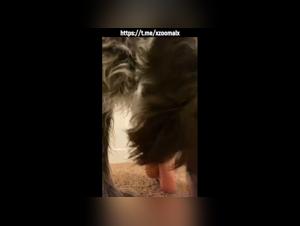 Canine Domination: Dog Licking Feet to Ejaculation
