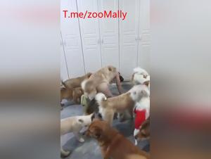 Asian canine orgies: filmed bestial debauchery