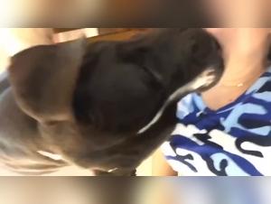 Canine Domination: A Devastating Kiss and a Wild Fuck