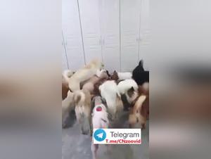 Forbidden Delights: Chinese Super Dog Party 2 - The Asian Dog Orgy