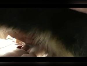 Bitch gets fucked mercilessly by a dog in this amateur dog sex