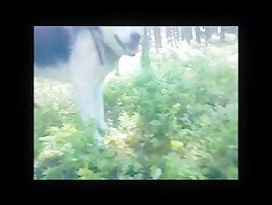 Dog in the forest