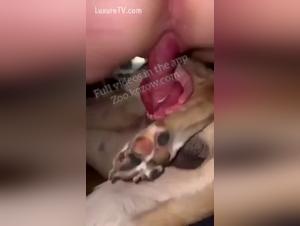 Dominanti tatuate, orge febbrili con cani