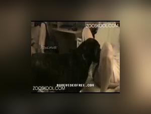 Dog fucks girl