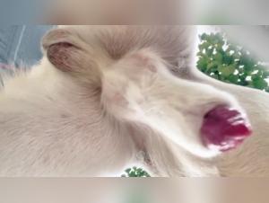 Bestial Desire: Explore the Limits of Animal Pleasure