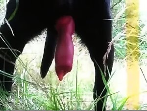 Slut sucks her dog