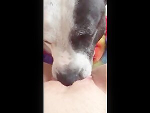 Horny dog   licking wet pussy
