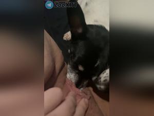 Canine orgies: animal domination and wild pleasure