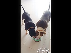 Preparing the Dogs - I love that sound!