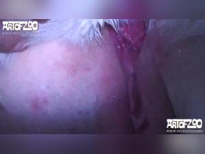 The dominant bitch plays with her human, licking and enjoying thoroughly