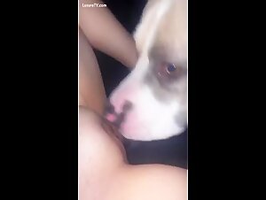 Zoofilos desatados: un perro y una puta con el pelo desnudo