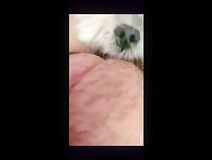 Kleiner weisser Hund leckt
