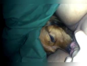 Zoophilia without limits: The reign of the dog over the woman