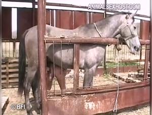 Chevaline Debauchery: Rohe Dominanz und peitschendes Sperma