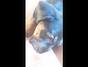 Dog licks deeply