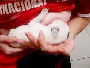 Woman Breastfeeding a Puppy: A Sensual and Forbidden Experience