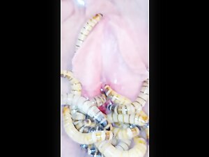 Flesh-eating larvae feasting on my privacy