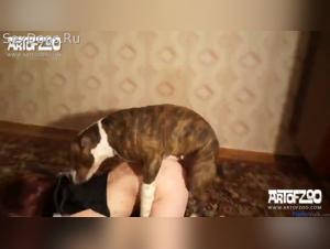 fantasias rusticas: perros y adolescentes
