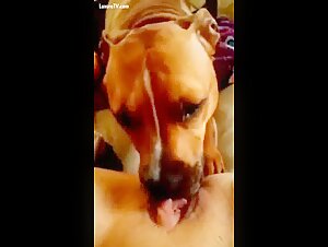 Horny dog   licks a horny pussy