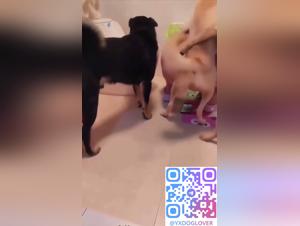 Asian Strip: Two on One Dog Action - Part 2