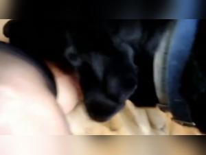 Brutal Expressions: Dog Licks Devoted Slut