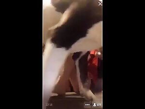 Big Ass Dog - Extreme zoophilia video