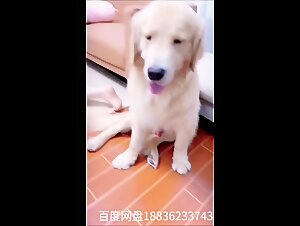 Video de Zoofilia China: Puta china y su perro