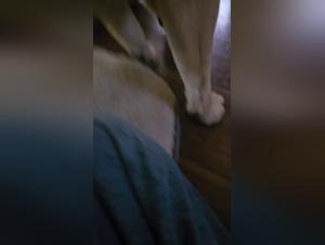 Cum Dog, Big Women, Extreme Debauchery