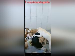 Asian canine orgy: amateurs, extreme practices
