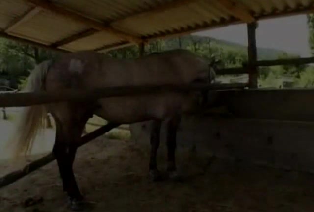 Equine Domination: Brutal Sodomization of a Brunette