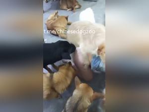 fétiche animal: soumission asiatique